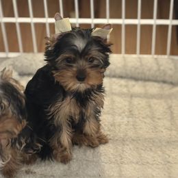 Lucy - Blue and gold female Yorkshire Terrier puppy in Portland, Oregon from Bohemian Beauty Yorkshire Terrier