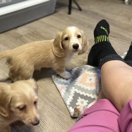 PRA CLEAR 2600 - Cream male Dachshund puppy in Nashville, Arkansas from Whisenhunt Farms