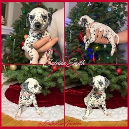 Carina Smith - White and black female Dalmatian puppy in Chehalis, Washington from Dalmatian Vacation