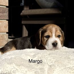 Margo - Black tan and white female Beagle puppy in Mansfield, Missouri from Rippee Creek Kennel