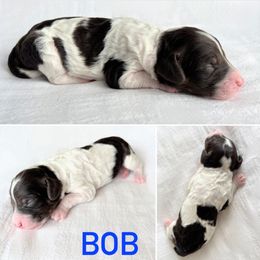 Aussiedoodle Puppies from JK Mini Doodles