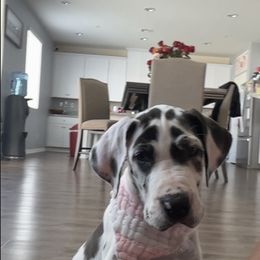 Great Dane and Yorkshire Terrier Puppies from Graham’s Danes