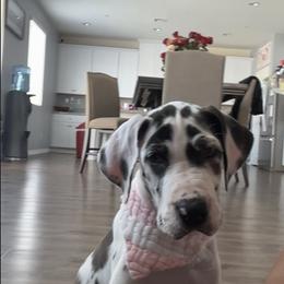 Great Dane and Yorkshire Terrier Puppies from Graham’s Danes