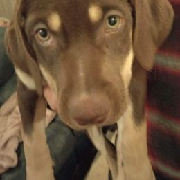 Girl 2 - Catahoula Leopard Dog puppy in Pavillion, Wyoming from TNT Catahoulas