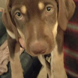Girl 2 - Catahoula Leopard Dog puppy in Pavillion, Wyoming from TNT Catahoulas
