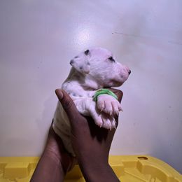 Boy 1 - White and black Dalmatian puppy in Virginia from Andersons Toy Box LLC