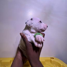 Boy 1 - White and black Dalmatian puppy in Virginia from Andersons Toy Box LLC