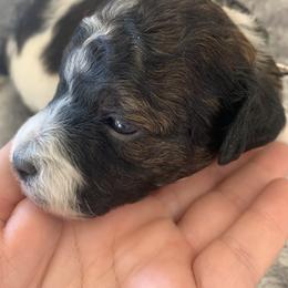 Waffles - Parti male Goldendoodle puppy in Haddam, Kansas from Golden B Acres