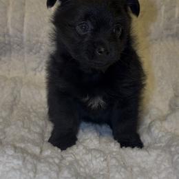 Yorkshire Terrier Puppies from Buddy’s yorkies
