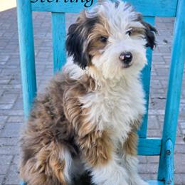 Sterling - Blue merle male Aussiedoodle puppy in Lancaster, Minnesota from Wilson Cattle Co.