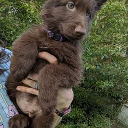 Purple collar male - Liver male German Shepherd puppy in Chambers, Arizona from Devil-Dog Shepherds