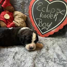 Eclipse - Black and white male Saint Berdoodle puppy in Traverse City, Michigan from Bare Paws Saint Berdoodles