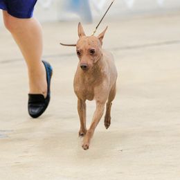 American Hairless Terrier and Pembroke Welsh Corgi All Grown Up from Flipside