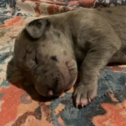 Daisy - Merle female Great Dane puppy in Somerset, Ohio from Quarter Creek Danes