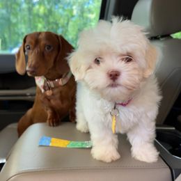 Shihpoo and Shih Tzu Puppies from The Luckie Puppy