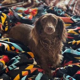 Sugar - Dachshund