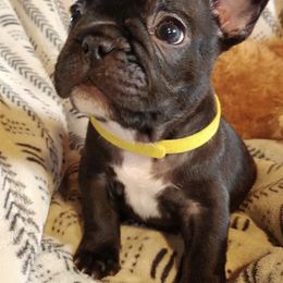 French Bulldogs from Sharon Lesio's French Bulldogs