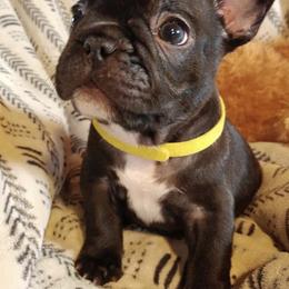 French Bulldogs from Sharon Lesio's French Bulldogs