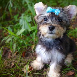 Companion Cross, Havanese, Mal-Shi, Maltese, Maltipoo, Morkie, and Shih Tzu Puppies from Seeking Shalom Acres Maltese, Maltipoos & Havamalts