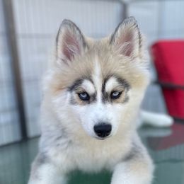 Rosalie - Pomsky