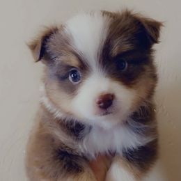 Toy Australian Shepherd Puppies from Canaan Mountain Aussies