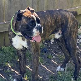 Clarky - Boxer