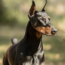Doberman Pinschers from Foxys Dobermans