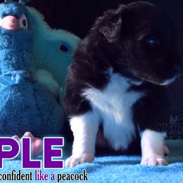 Boy 2 - Black Australian Shepherd puppy in Delta, Missouri from Nightblood Aussies