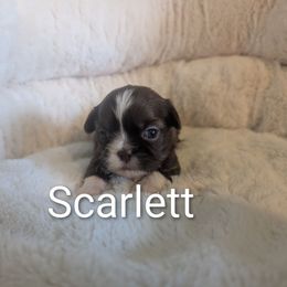 Scarlett - Liver and white female Shih Tzu puppy in Poultney, Vermont from Morgan's Shih Tzus
