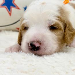 Loofah - Red male Bernedoodle puppy in Hegins, Pennsylvania from Bubbling Springs Doodles, LLC