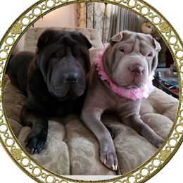 Khan - Chinese Shar-Pei