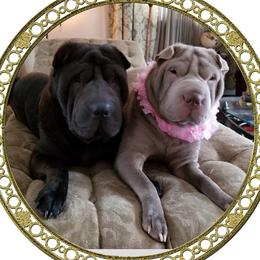 Khan - Chinese Shar-Pei