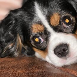 Samara - Cavalier King Charles Spaniel
