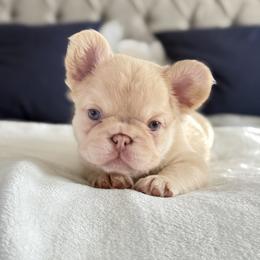 French Bulldog Puppies from Frenchie Envy Puppies
