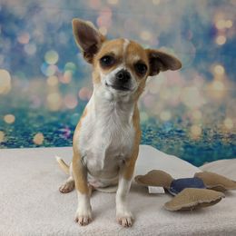 Chihuahua Puppies from Barbie's Baby Chihuahuas