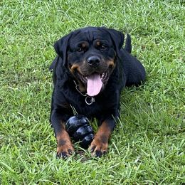Roma - Rottweiler