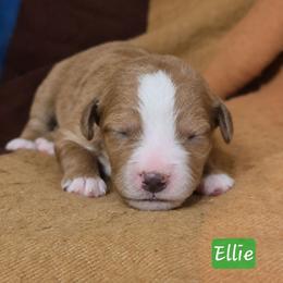 Ellie - Red  female Goldendoodle puppy in Hendersonville, Tennessee from Ben's Best Buddy Goldendoodles