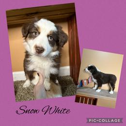 Snow White - Red tri female Miniature Australian Shepherd puppy in Quincy, Illinois from SK Aussie’s