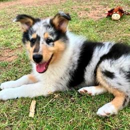 Maverick - Blue merle male Collie puppy in Lubbock, Texas from Lonestar Country Collies