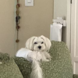 Shanny - Maltese