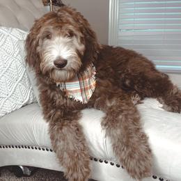 Bernedoodles and Goldendoodles from Pincksten Family Doodles