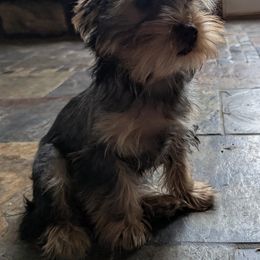 Yorkshire Terrier Puppies from Yorkies of the Shire