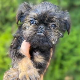 Girl 2 - Black and tan female Brussels Griffon puppy in Brooks, Georgia from Brooks Berner Bears & Brussels Griffons