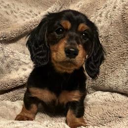 Hank - Black and tan male Dachshund puppy in Chattanooga, Tennessee from Scenic City Dachshunds
