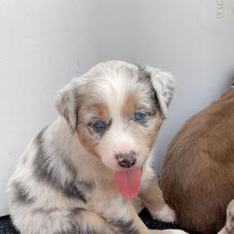 Australian Shepherd Puppies from Kent island Aussies
