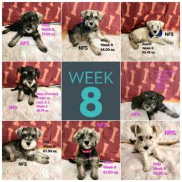 Schnoodle Puppies from Smart Schnauzers & Schnoodles