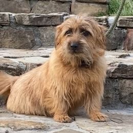 Goddiva - Norfolk Terrier