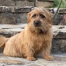 Goddiva - Norfolk Terrier