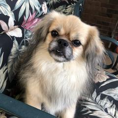 Italian Greyhounds and Tibetan Spaniels from Prima IG’s