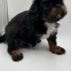 Stitch - Black and tan male English Toy Spaniel puppy in Pennsylvania from Enchanting Charlies
